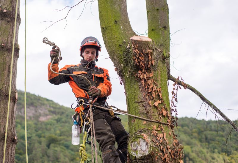 Arborist Pruning in Reno, NV