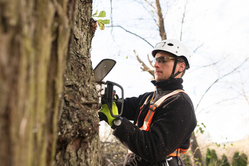 Arborist Tree Service in Reno, NV