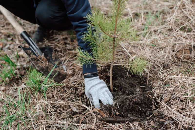 Fig Tree Planting detail