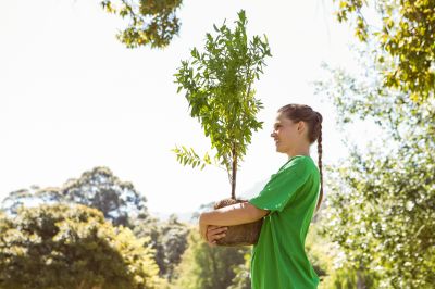 Fig Tree Planting detail