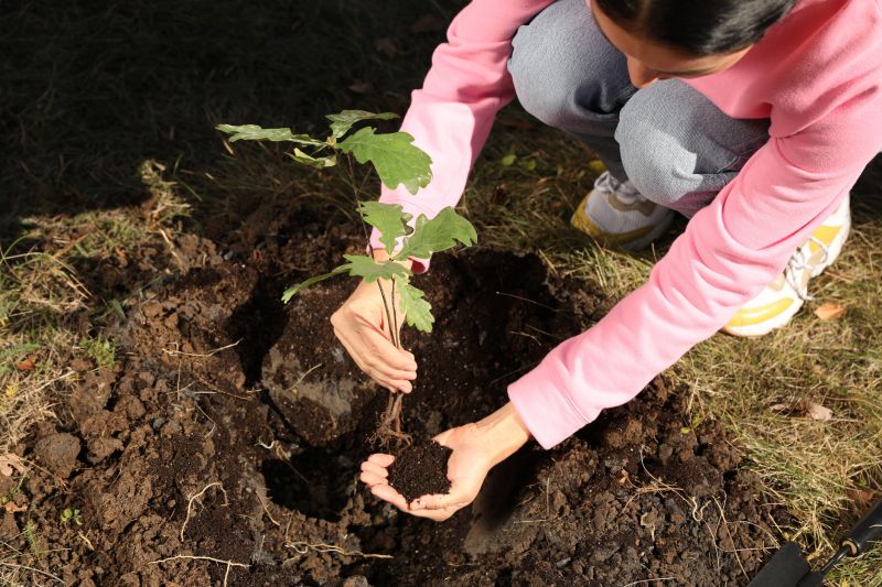 Maple Tree Planting in Ventura County, CA