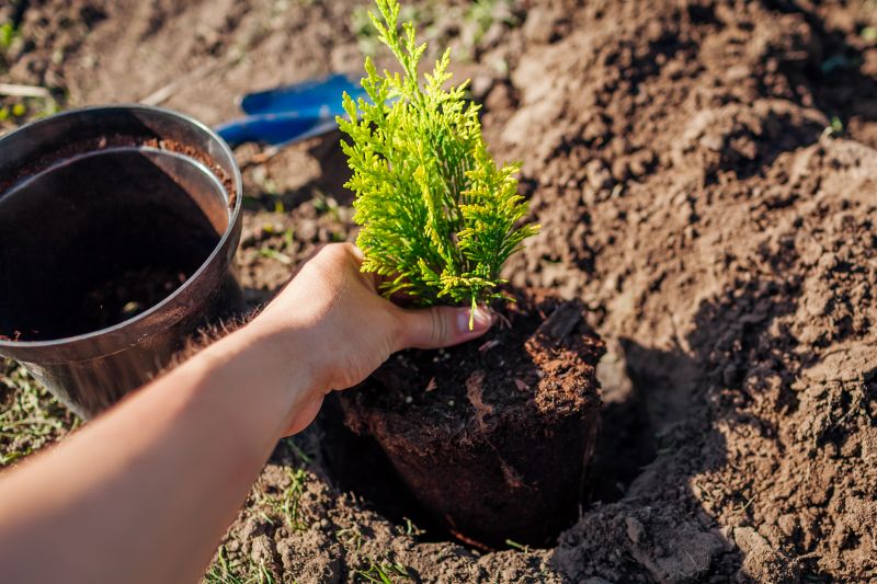 Tree Landscaping in Honolulu, HI