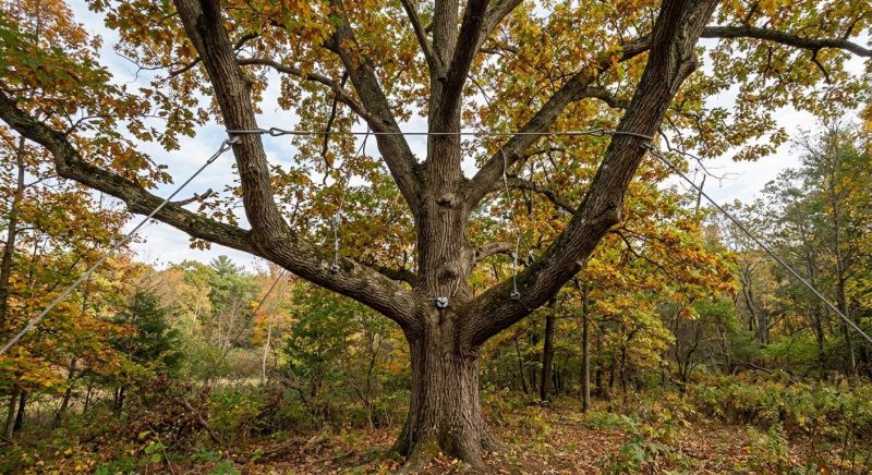 Tree Straightening Service in Reno, NV