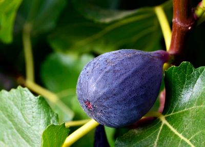 Productive Fruit Bearing Trees!